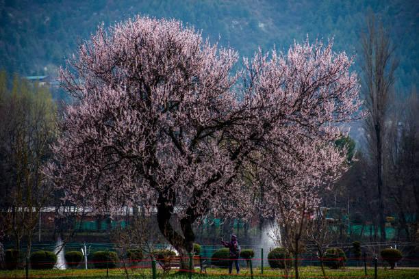 3 Days Luxury Tulip Bloom Escape in Kashmir