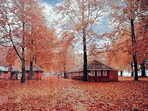 Golden Chinar Day Tour – Autumn in Kashmir