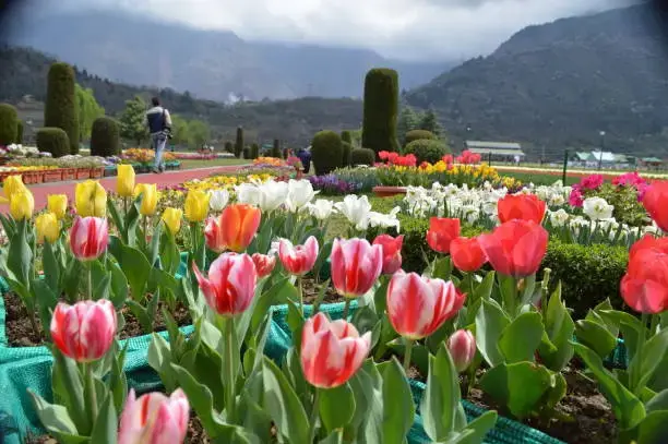 4-Day Kashmir Spring Tulip Festival & Pahalgam Getaway