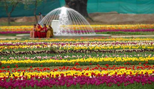 Blooming Paradise: Kashmir Tulip Garden Day Tour 2025